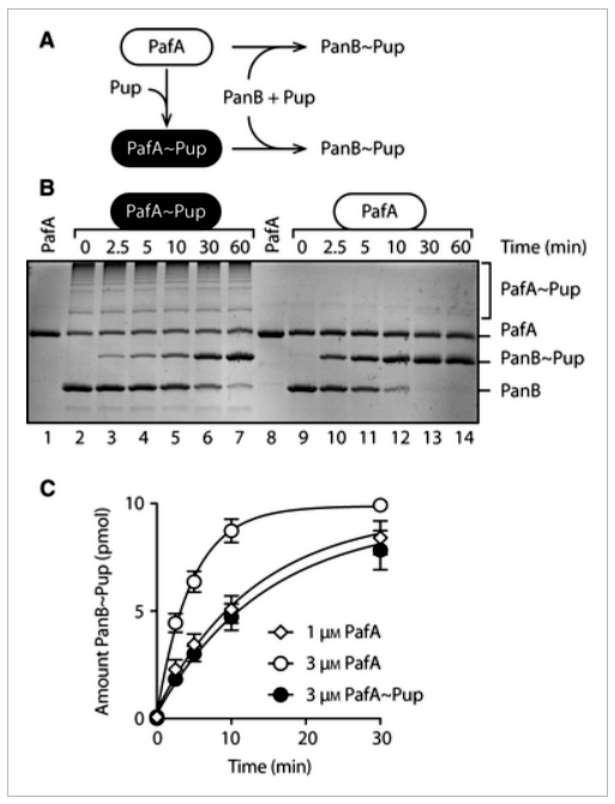 Advancements in Protein Methylation Research